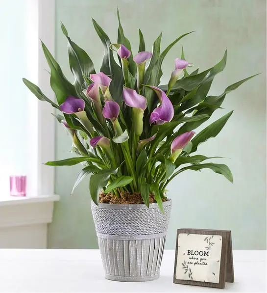 Photo of purple Cala lily