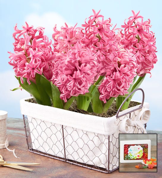 Heavenly Hyacinth Bulbs in mesh container
