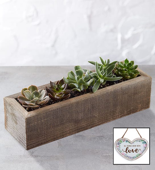 Photo of mini trough succulents from the collection page of relationship coach Eros Miranda