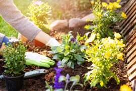 Get Out Your Gardening Gloves! Follow Our Spring Flower and Fruit Planting Guide Per Region