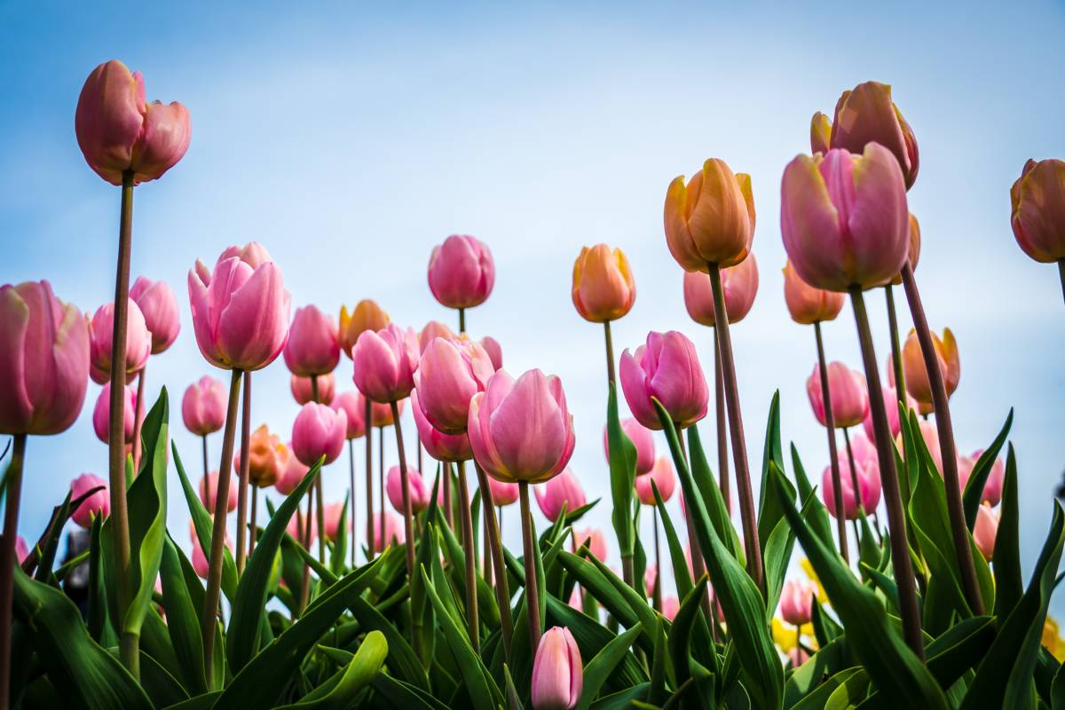 Picture of pink sprouted tulips