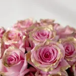 Picture of pink, gold dipped preserved roses