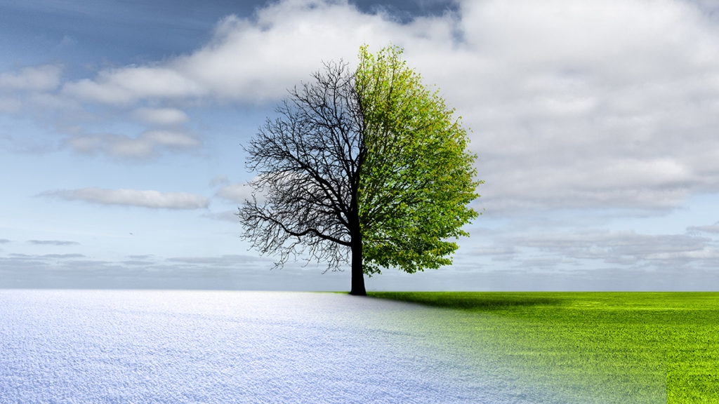 Photo illustration of a tree in springtime