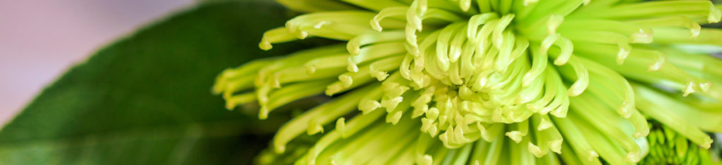 green flowers with anastasia spider mums