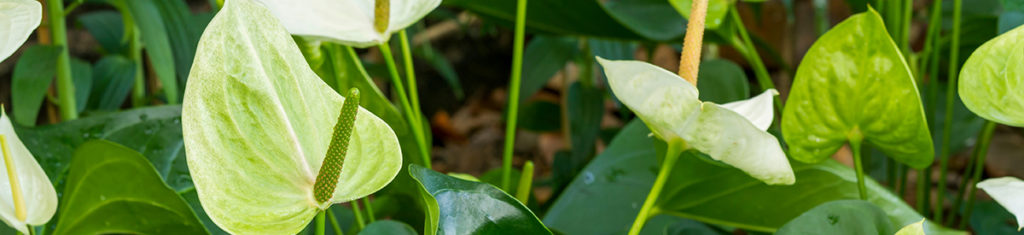 Group of fresh white and green Anthurium lily or flamingo lily flowers blooming in flower garden