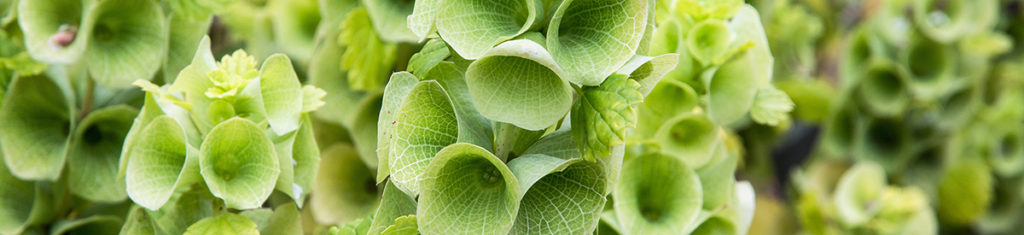 Photo of a popular naturally green flower, the Bells of Ireland.