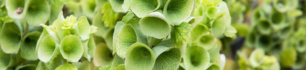 green flowers with Bells of Ireland.