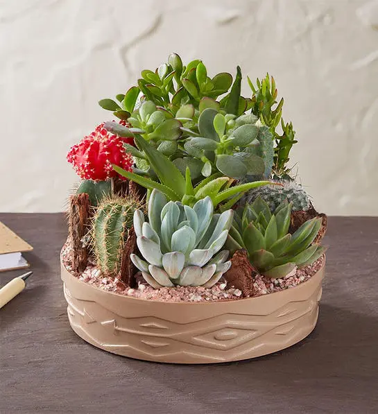Birthday gifts for sister: cactus dish garden