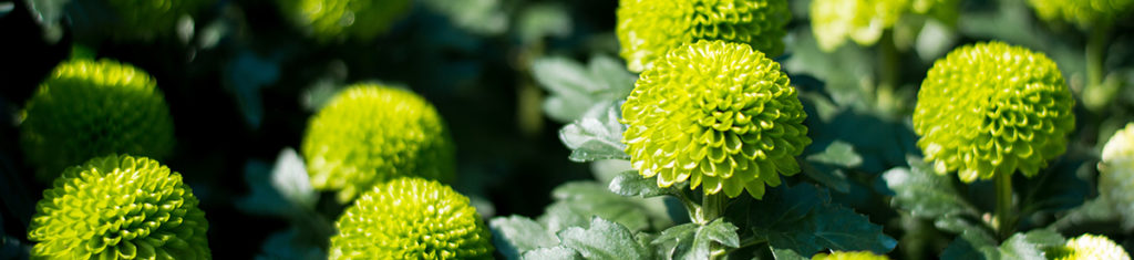 green flowers with button flowers