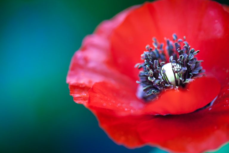 Flores irlandesas con amapolas rojas