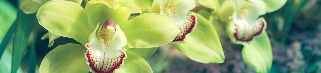 The naturally green Cymbidium orchid blooms in a botanic garden 