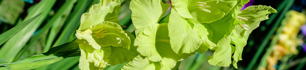 green flowers with green Gladiolus flowers in full bloom in a garden in a sunny summer day