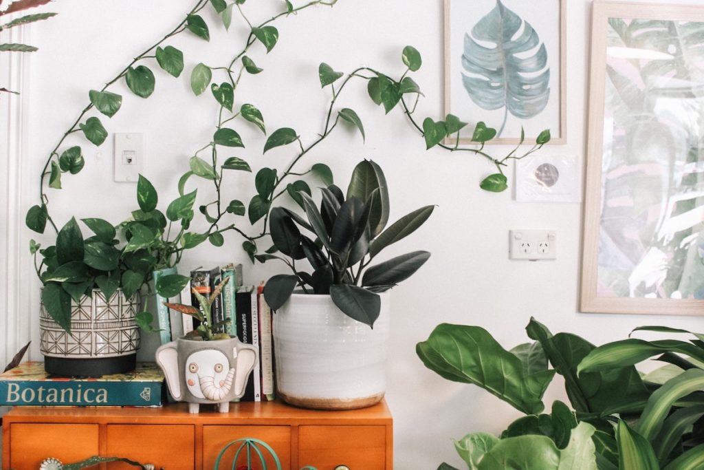 Room with best plants for zodiac gift guide