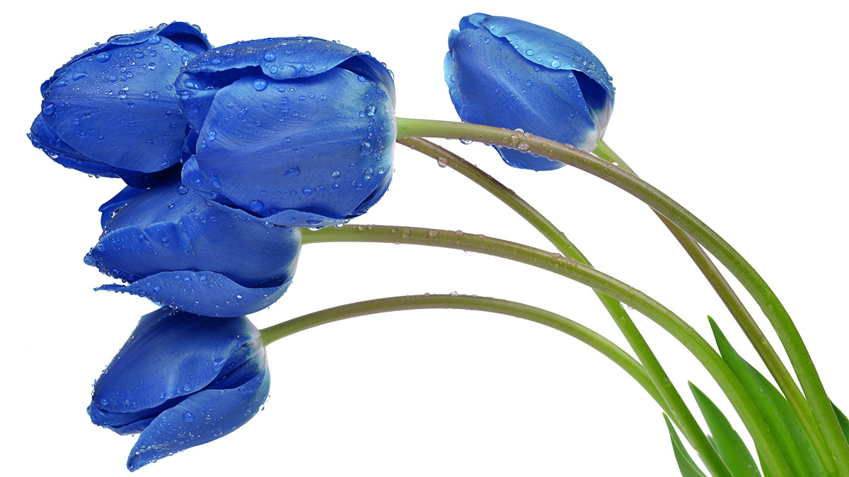 tulip color meaning with blue tulips