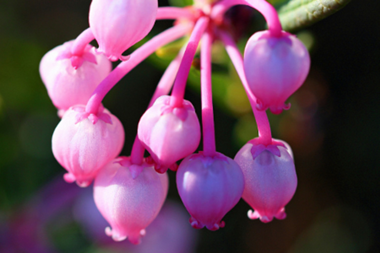 irish flowers with bog rosemary