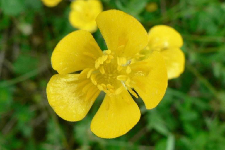 flores irlandesas con botón de oro