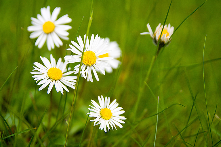 flores irlandesas con margaritas