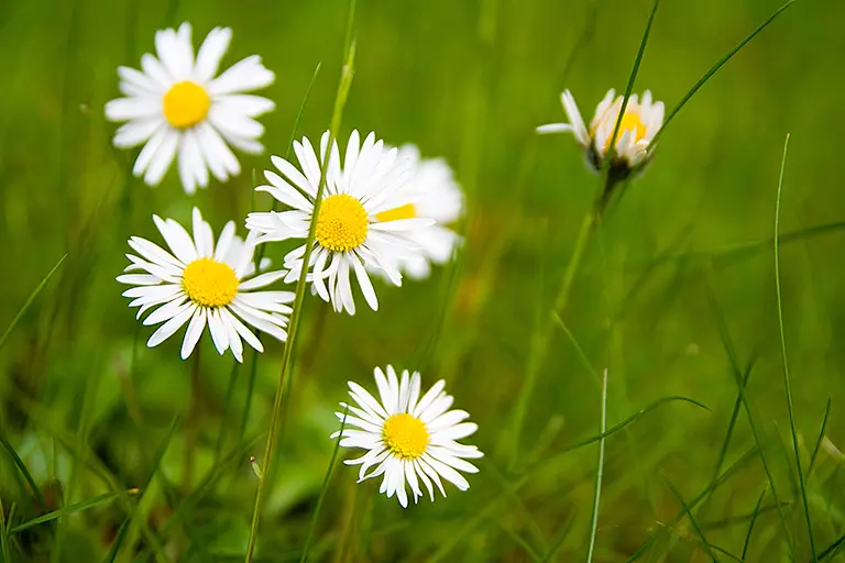 irish flowers with daisies