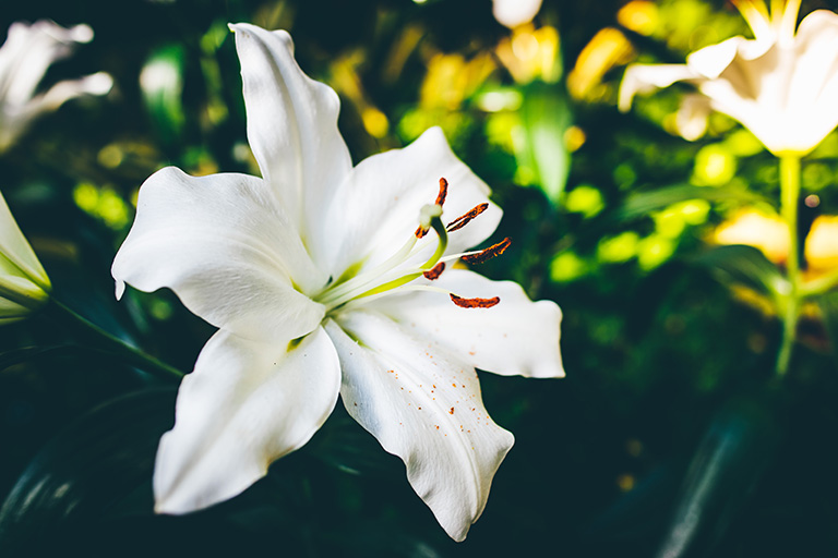 flores irlandesas con lirio de pascua