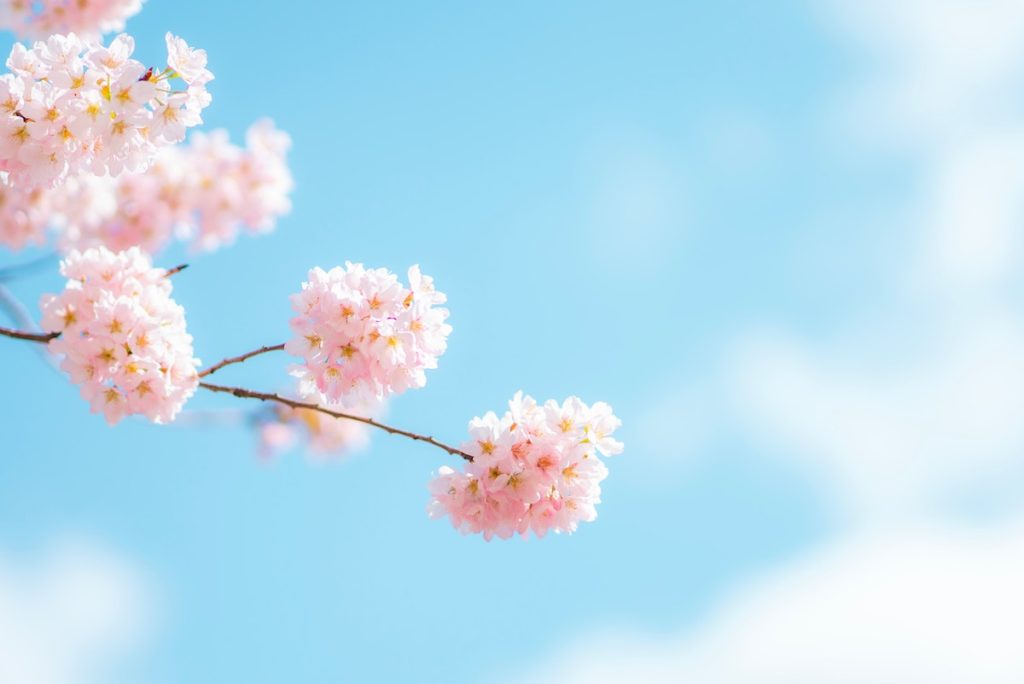 Spring flowers agains blue sky