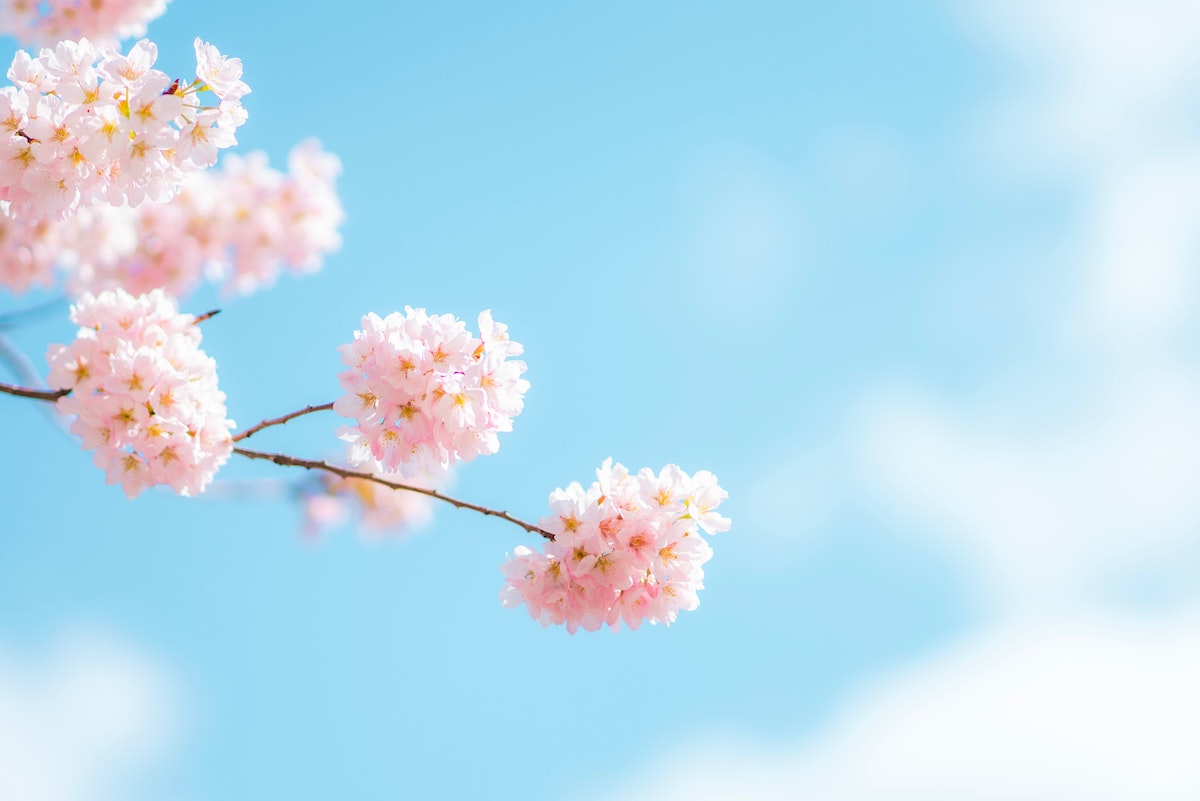 https://www.1800flowers.com/blog/wp-content/uploads/2022/03/flowers-blue-sky-facts-about-spring.jpg