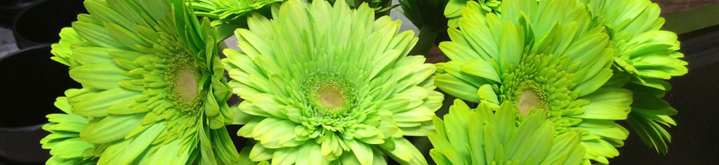 Green flowers with a bouquet of stinking hellebore