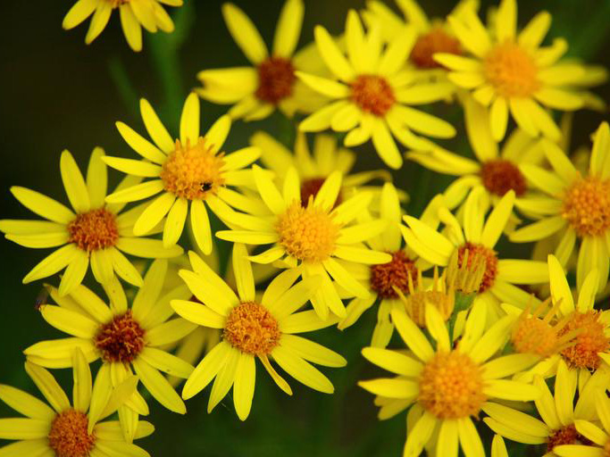 flores irlandesas con hierba cana