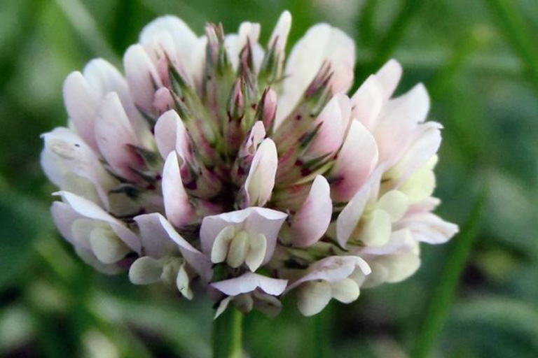 flores irlandesas con trébol blanco