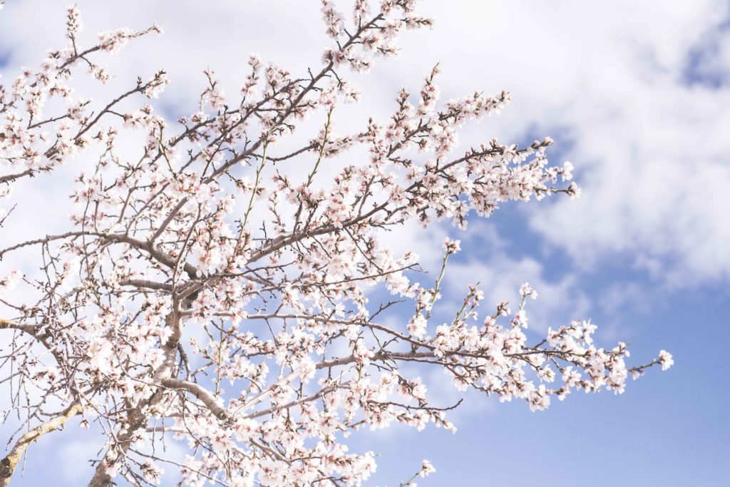 flores irlandesas con cerezo silvestre