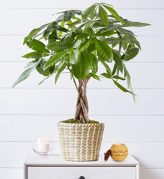 30th birthday gift ideas with Money Tree