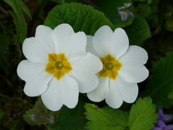 flores irlandesas con prímula