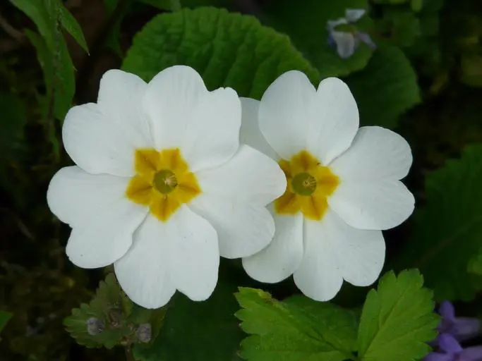 irish flowers with primrose