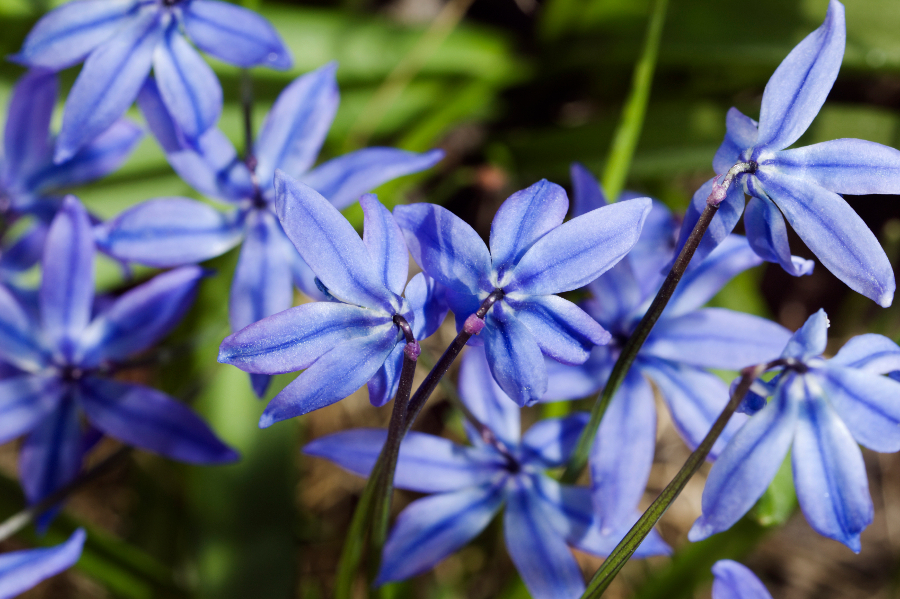 flores irlandesas con squills de primavera