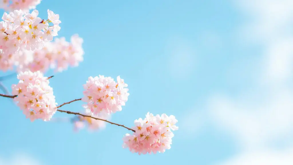 24 Facts About the Season of Rebirth — Spring! spring facts hero