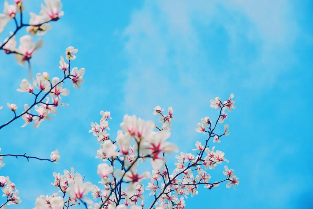 Blue sky with blooming flowers