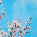 Blue sky with blooming flowers