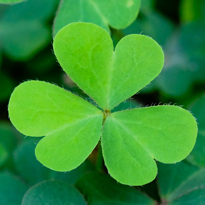 st. patrick's day history with clover leaves