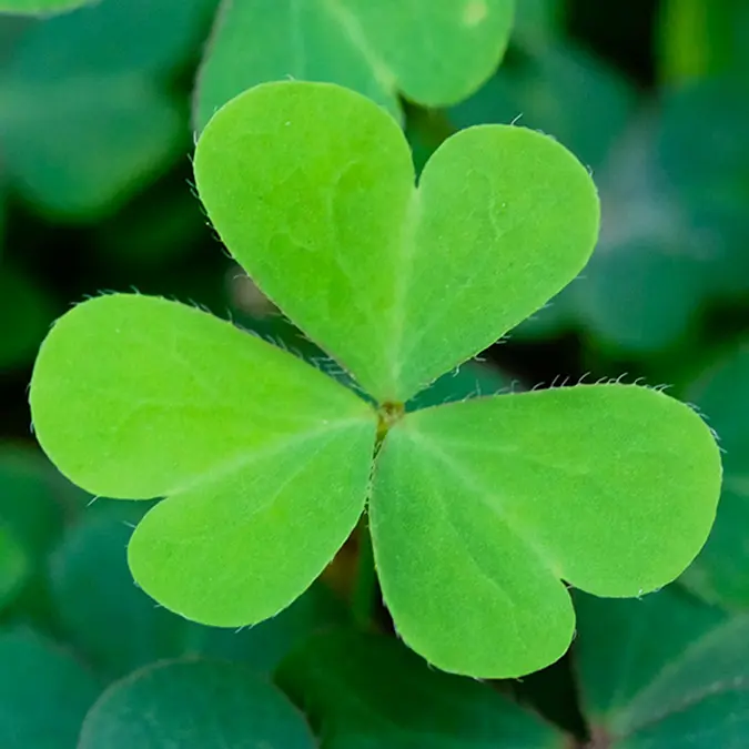st. patrick's day history with clover leaves