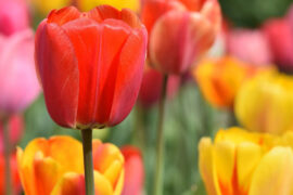 10 Fun Facts About Tulips