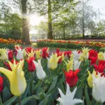 tulip color meaning hero