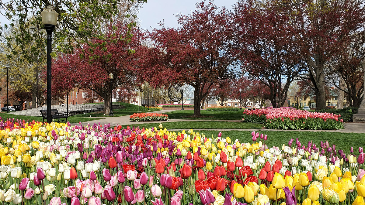 Tulip festival discount