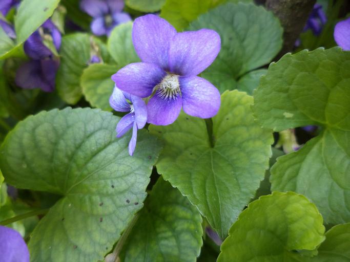 Flores irlandesas con violetas de perros tempranos