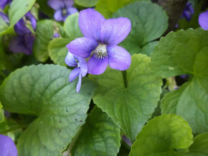 irish flowers with Early Dog violet
