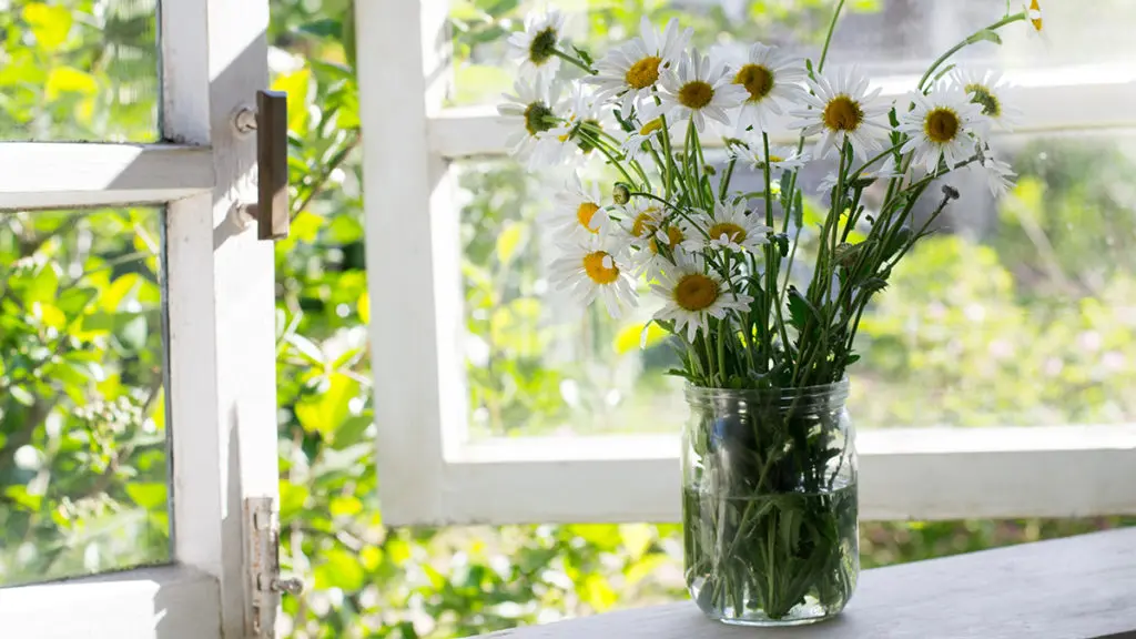 flowers for kids with jar of daisies on windowsill