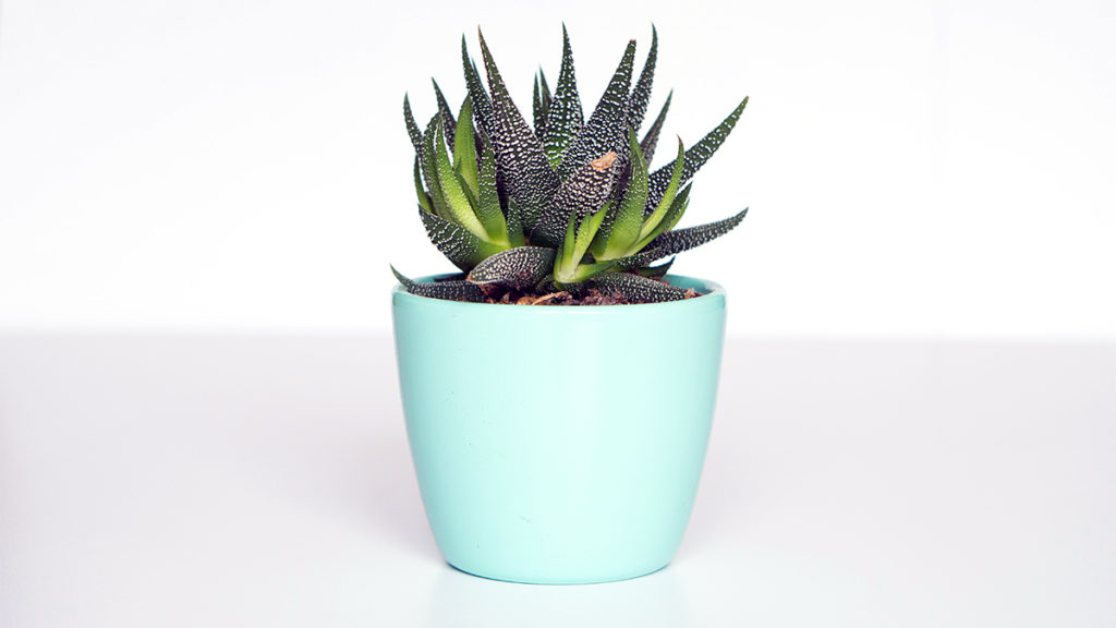 Foto de una planta trasplantada con éxito.