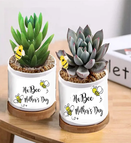 a photo of mother's day gift ideas: mother's day succulents