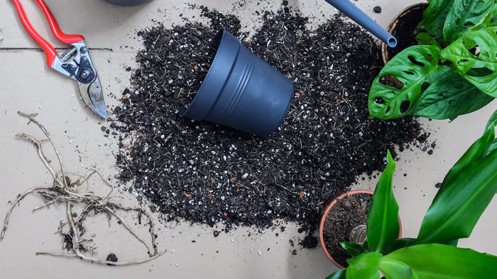 Photo of an empty plant container and soil, a messy step when you repot a plant