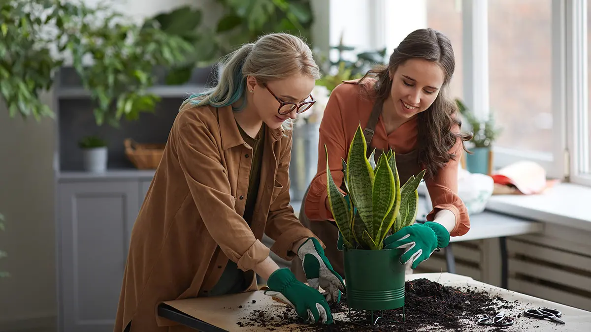 repot a plant with two women as they repot a plant