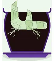 rhizomes bulbs cross section illustration