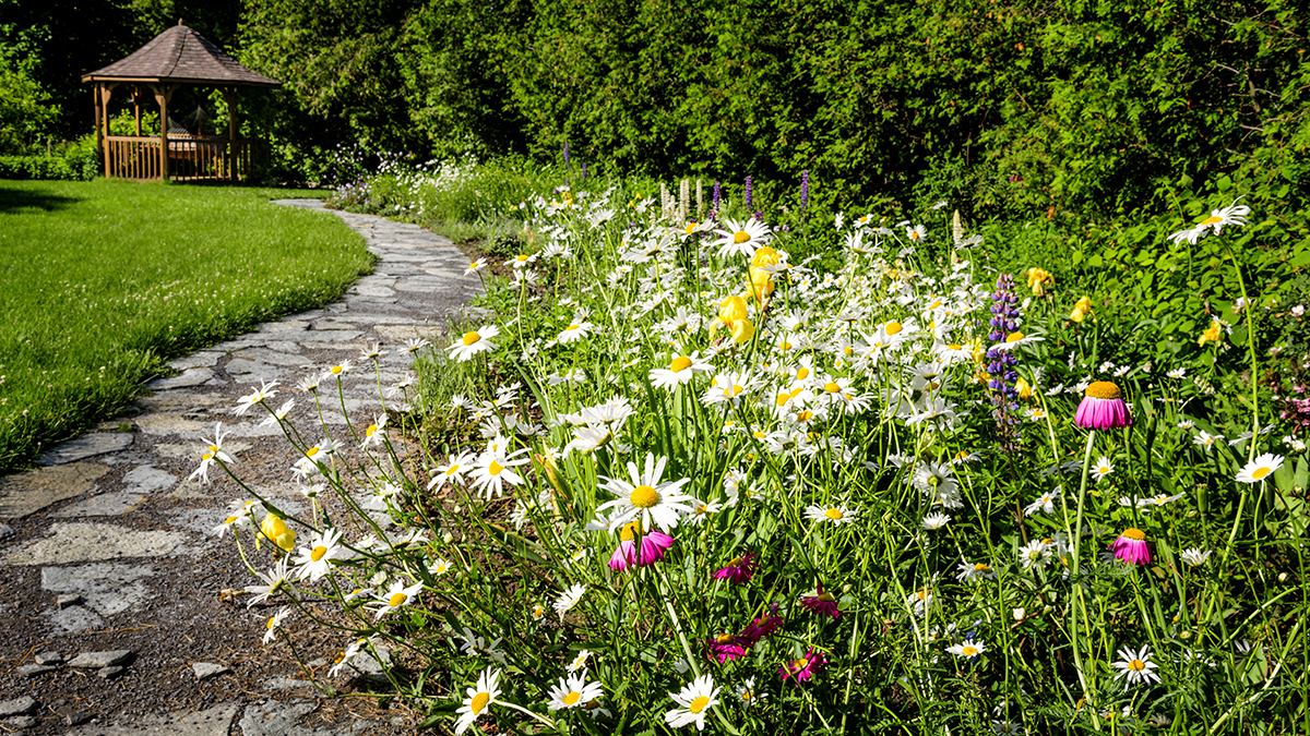 una foto de flores de granja: jardín de flores silvestres